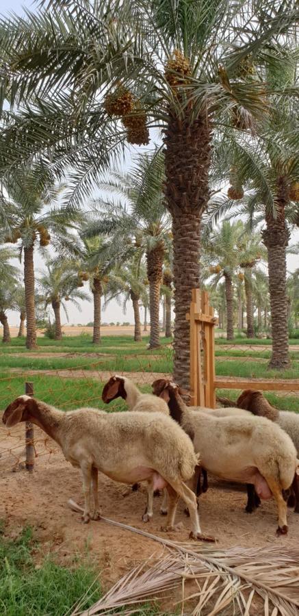 Heenat Salma Farm Villa Ash-Shahaniyah Exterior photo