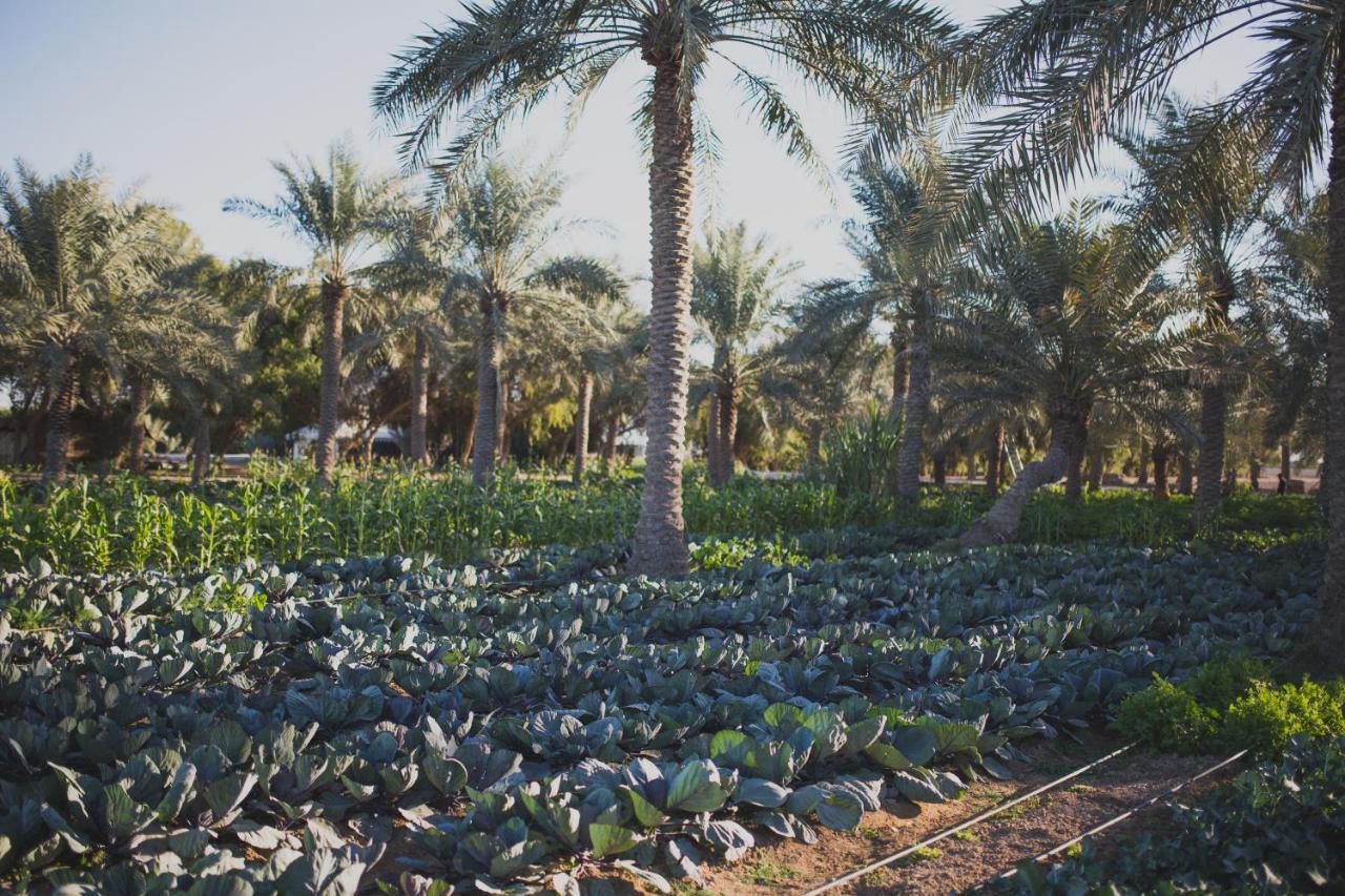 Heenat Salma Farm Villa Ash-Shahaniyah Exterior photo